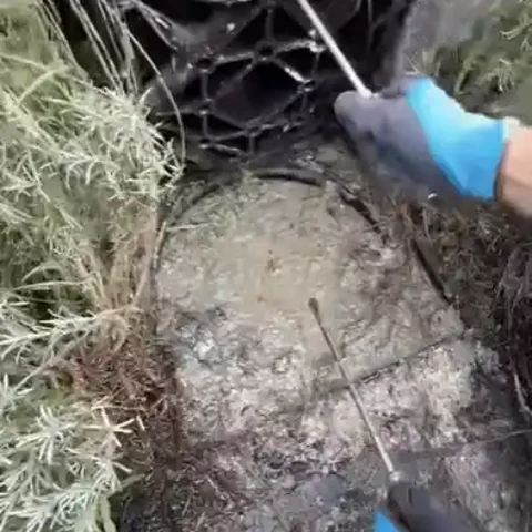 Clogged outdoor drain before cleaning Technician in blue gloves clearing leaves and debris from a clogged outdoor drain